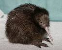 Kiwi.jpg